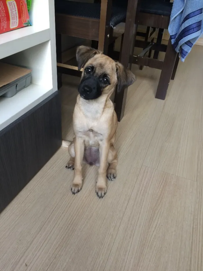 Cachorro ra a SRD idade 2 a 6 meses nome Luna