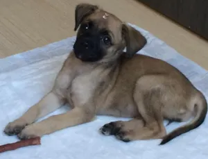 Cachorro raça SRD idade 2 a 6 meses nome Luna