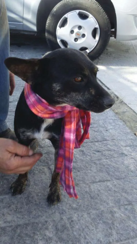 Cachorro ra a SRD idade 1 ano nome Aninha