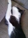 Gato