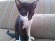 Gato