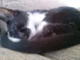 Gato