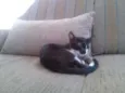 Gato