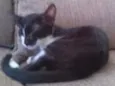 Gato
