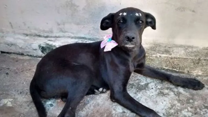 Cachorro ra a SRD-mestiça Dog Alemão idade 2 a 6 meses nome DUQUESA