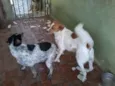 bebe e bob e lariqu