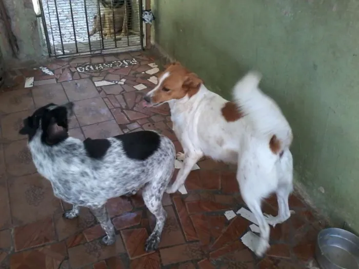 Cachorro ra a  viralata idade 7 a 11 meses nome bebe e bob e lariqu