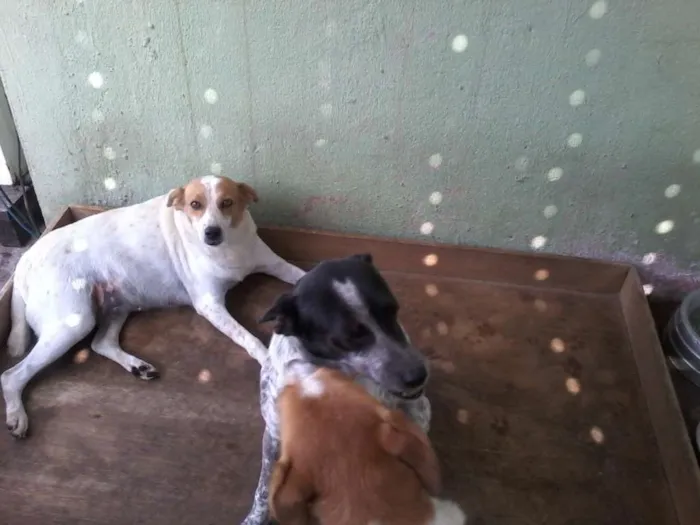 Cachorro ra a  viralata idade 7 a 11 meses nome bebe e bob e lariqu