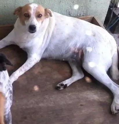 Cachorro ra a  viralata idade 7 a 11 meses nome bebe e bob e lariqu