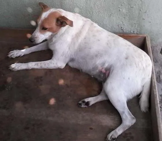 Cachorro ra a  viralata idade 7 a 11 meses nome bebe e bob e lariqu