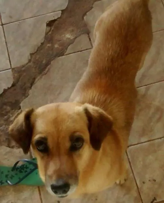Cachorro ra a Salsicha com vira lata  idade 6 ou mais anos nome Mel
