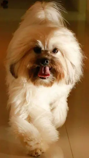Cachorro raça Lhasa Apso idade 4 anos nome Ralph