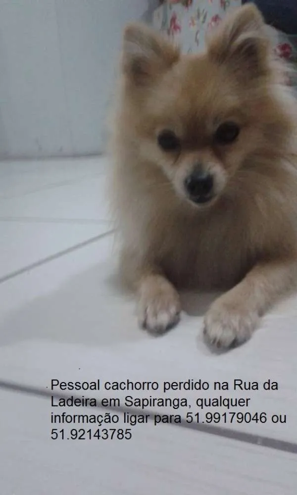 Cachorro ra a Spitz Alemão idade 3 anos nome Athos GRATIFICA