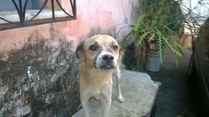 Cachorro ra a vira-latas idade 2 a 6 meses nome emily