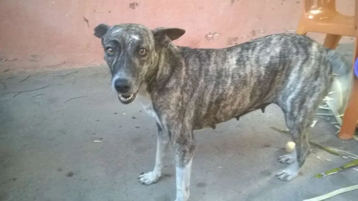 Cachorro ra a vira-latas idade 2 a 6 meses nome emily