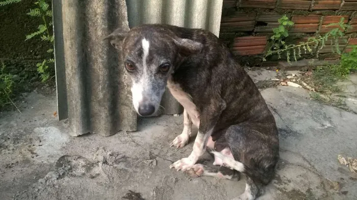 Cachorro ra a vira-latas idade 2 a 6 meses nome emily