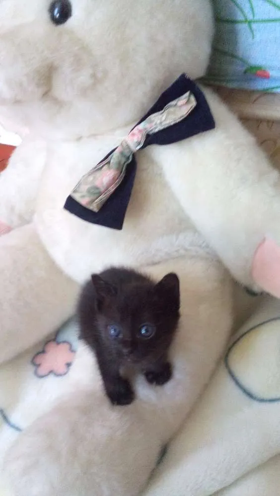 Gato ra a SRD idade Abaixo de 2 meses nome sem nomes