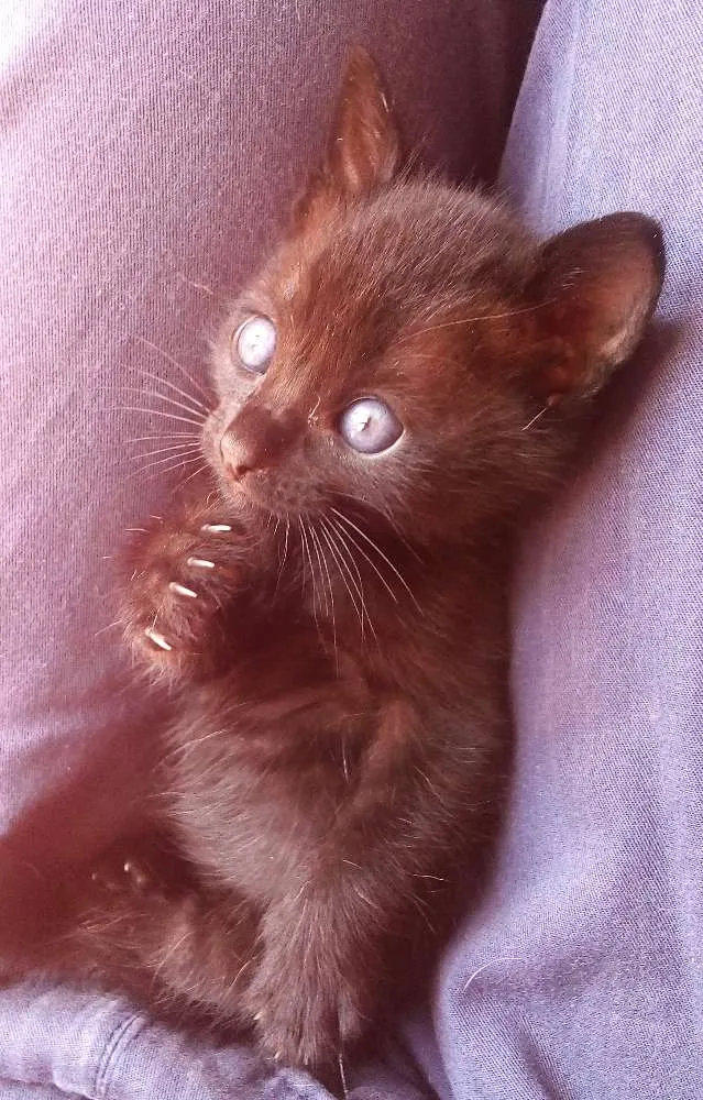 Gato ra a SRD idade Abaixo de 2 meses nome sem nomes