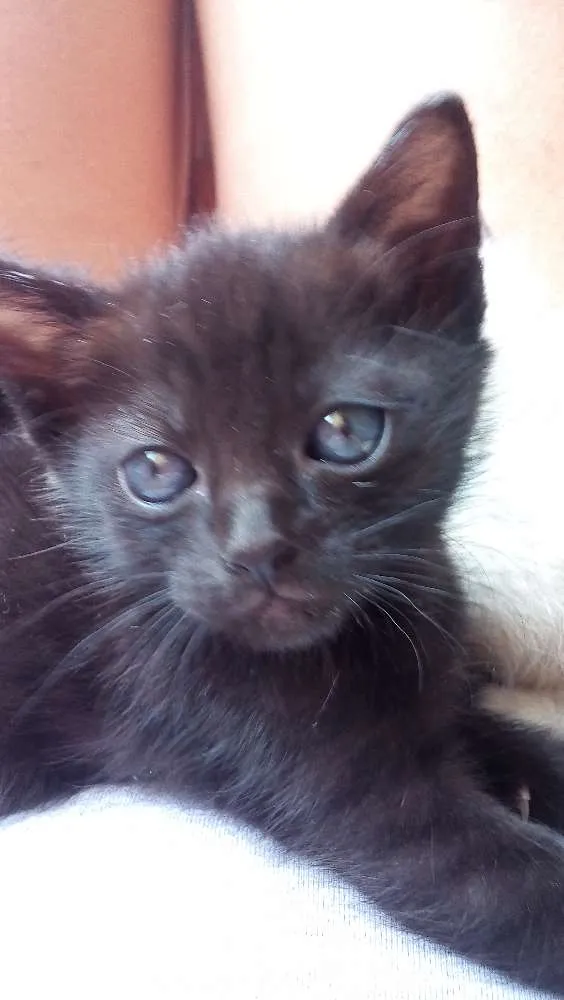 Gato ra a SRD idade Abaixo de 2 meses nome sem nomes