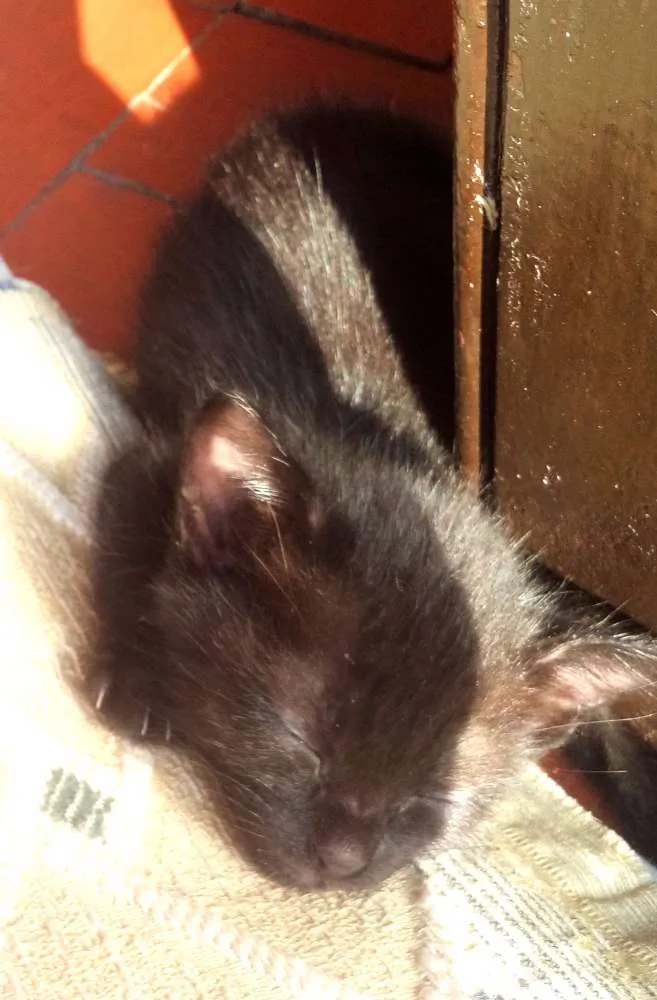 Gato ra a SRD idade Abaixo de 2 meses nome sem nomes