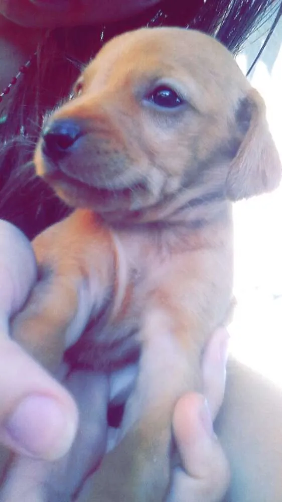 Cachorro ra a  idade 2 a 6 meses nome Sem nome