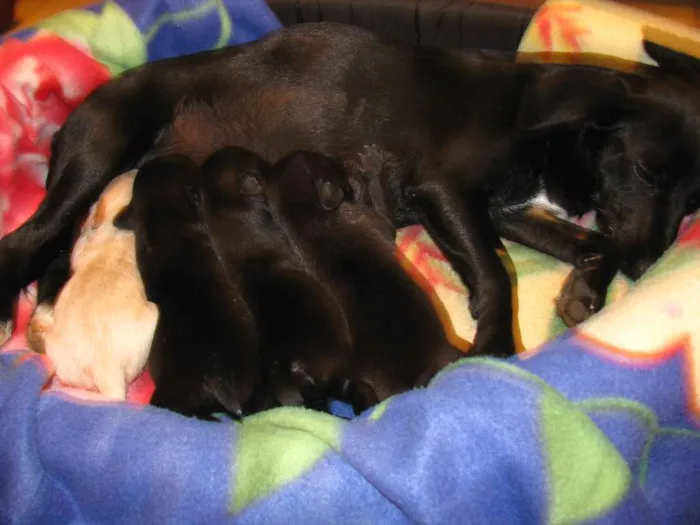 Cachorro raça Sem raça definida idade Abaixo de 2 meses nome Família a ser adotada