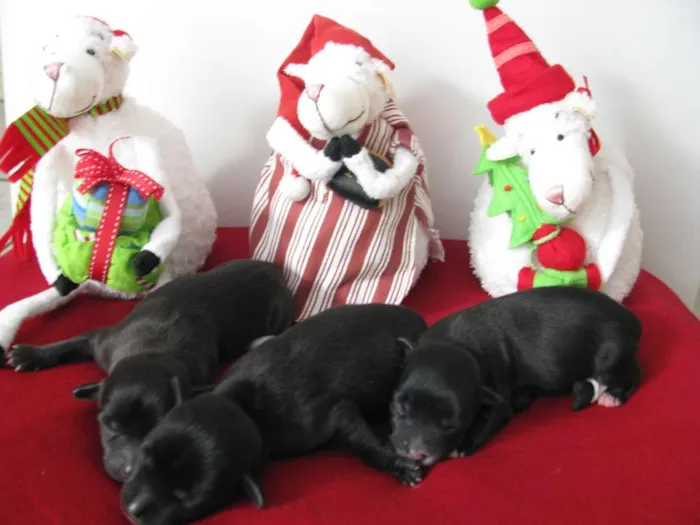 Cachorro raça Sem raça definida idade Abaixo de 2 meses nome Família a ser adotada