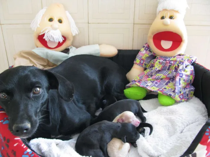 Cachorro raça Sem raça definida idade Abaixo de 2 meses nome Família a ser adotada