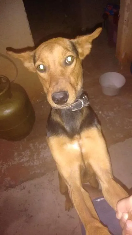 Gato ra a Desconhecida idade 1 ano nome Rabito