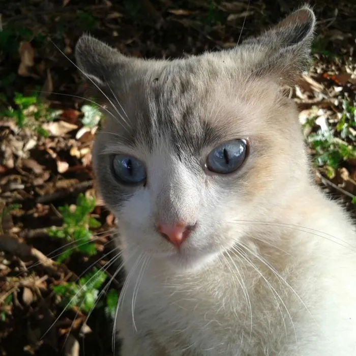 Gato ra a Vira Latinha idade  nome Ainda não tenho