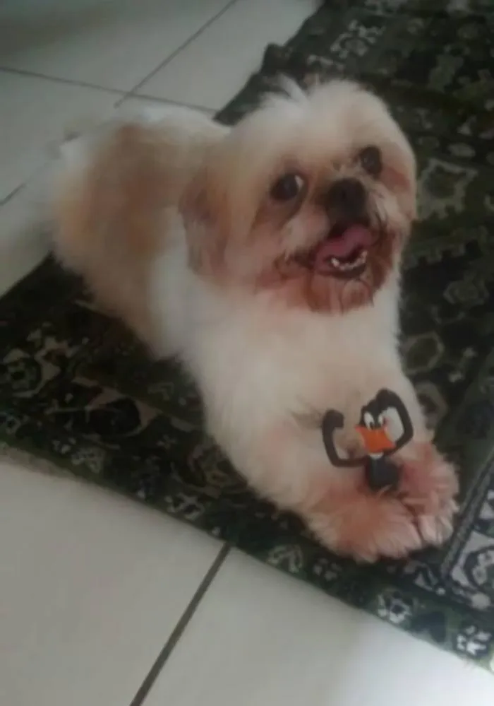 Cachorro ra a shitizu idade 6 ou mais anos nome bijur