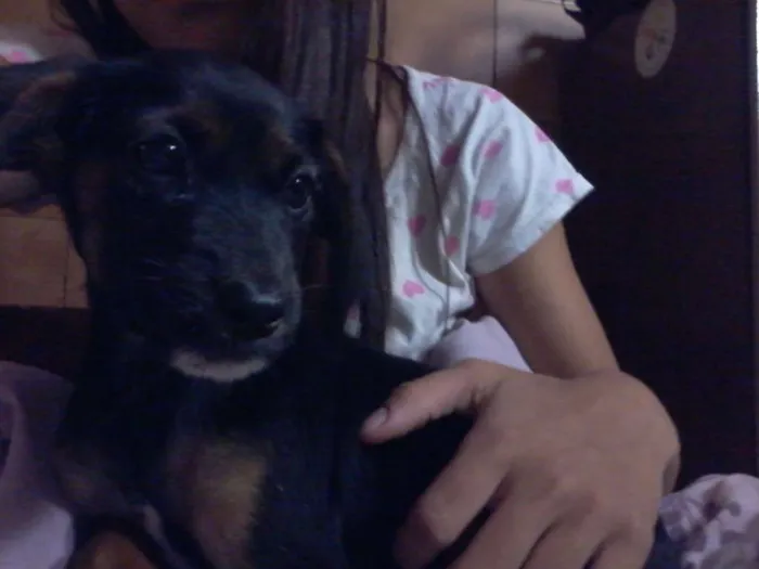 Cachorro ra a SRD idade Abaixo de 2 meses nome Luna