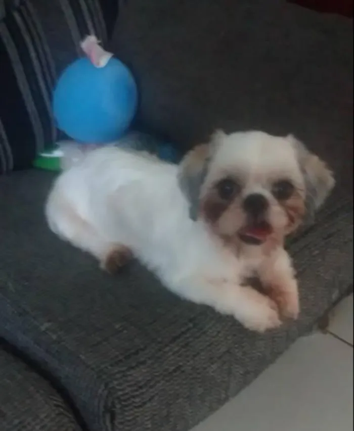 Cachorro ra a shitizu idade 6 ou mais anos nome bijur