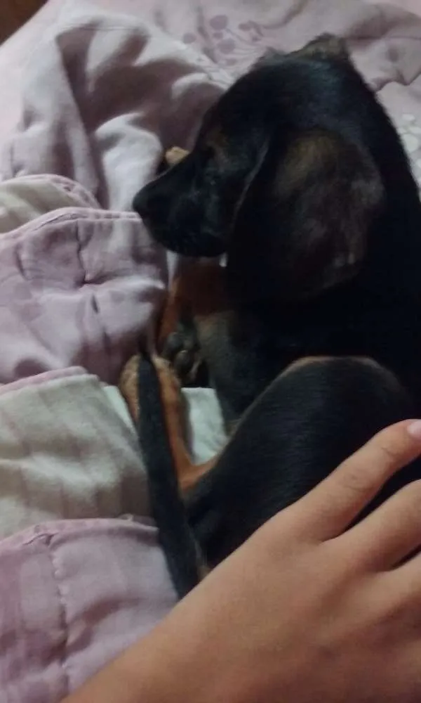 Cachorro ra a SRD idade Abaixo de 2 meses nome Luna