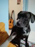 Cacau