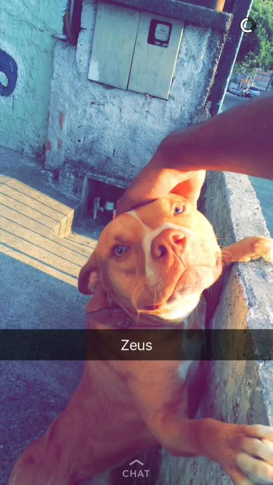 Cachorro ra a Pitbull idade 2 anos nome Zeus