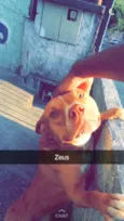 Zeus