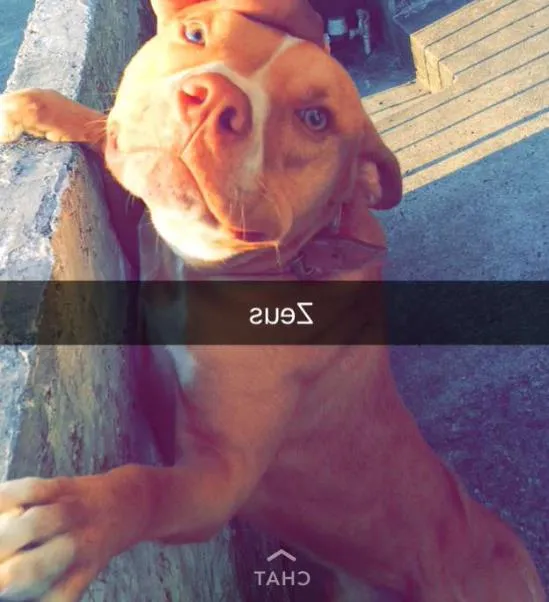 Cachorro ra a Pitbull idade 2 anos nome Zeus