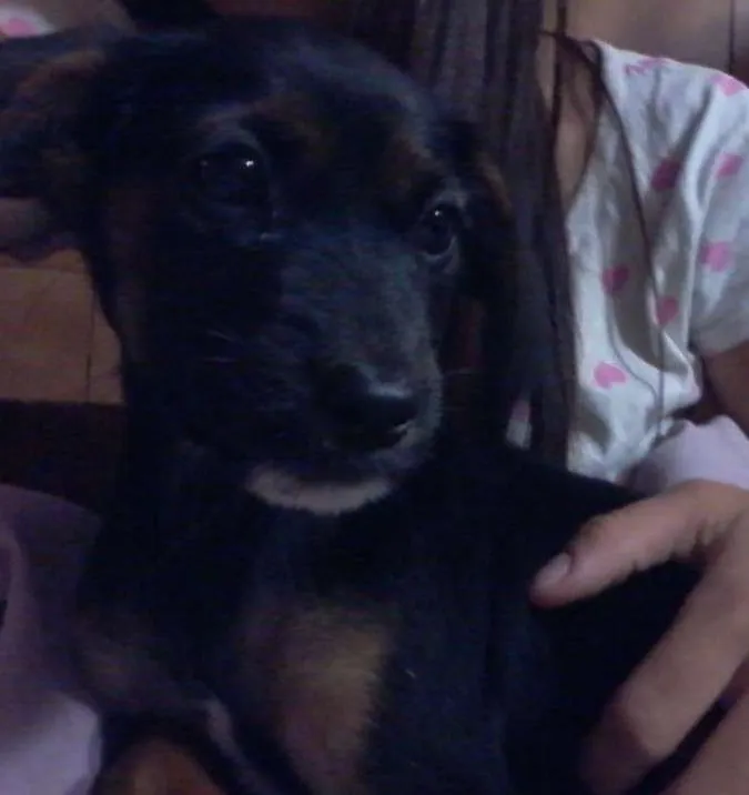 Cachorro ra a SRD idade Abaixo de 2 meses nome Luna