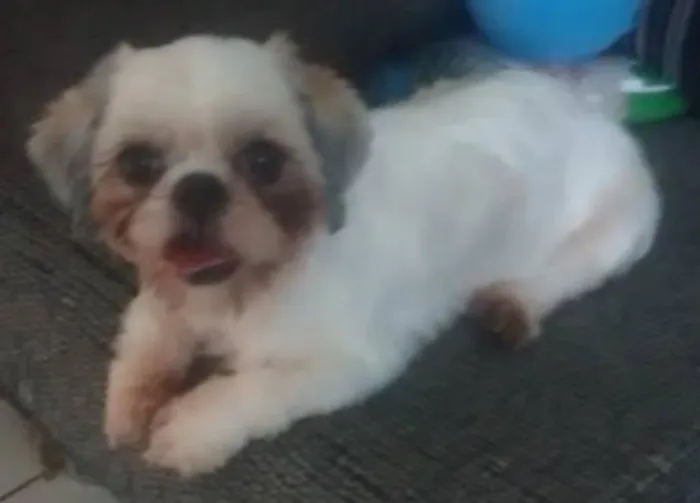 Cachorro ra a shitizu idade 6 ou mais anos nome bijur