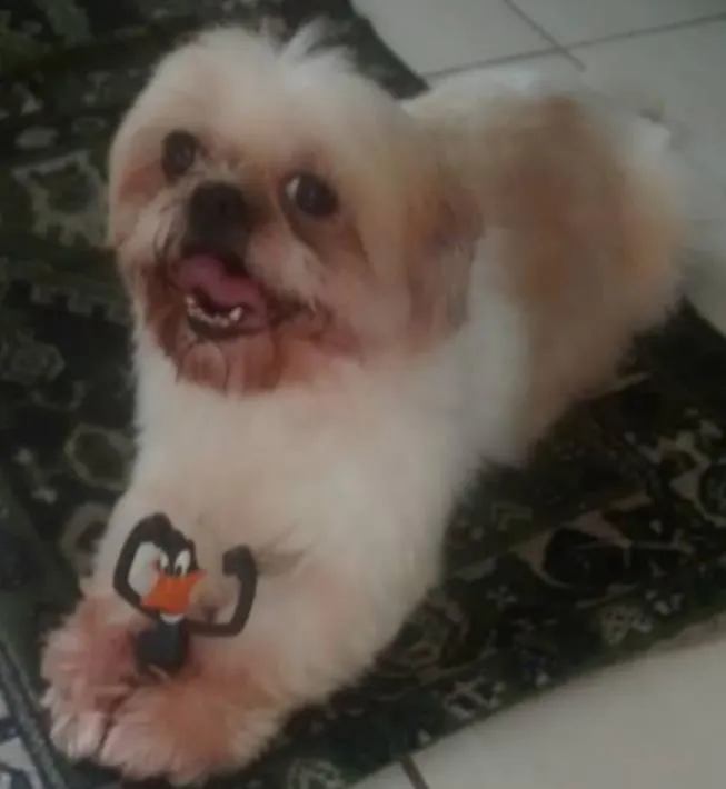 Cachorro ra a shitizu idade 6 ou mais anos nome bijur