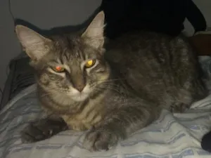 Gato raça Indefinida idade 2 a 6 meses nome Sushi, negresco e mel