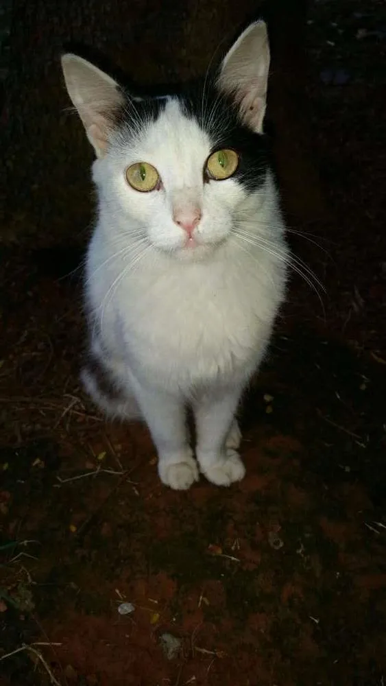Gato ra a SRD idade 1 ano nome bananinha