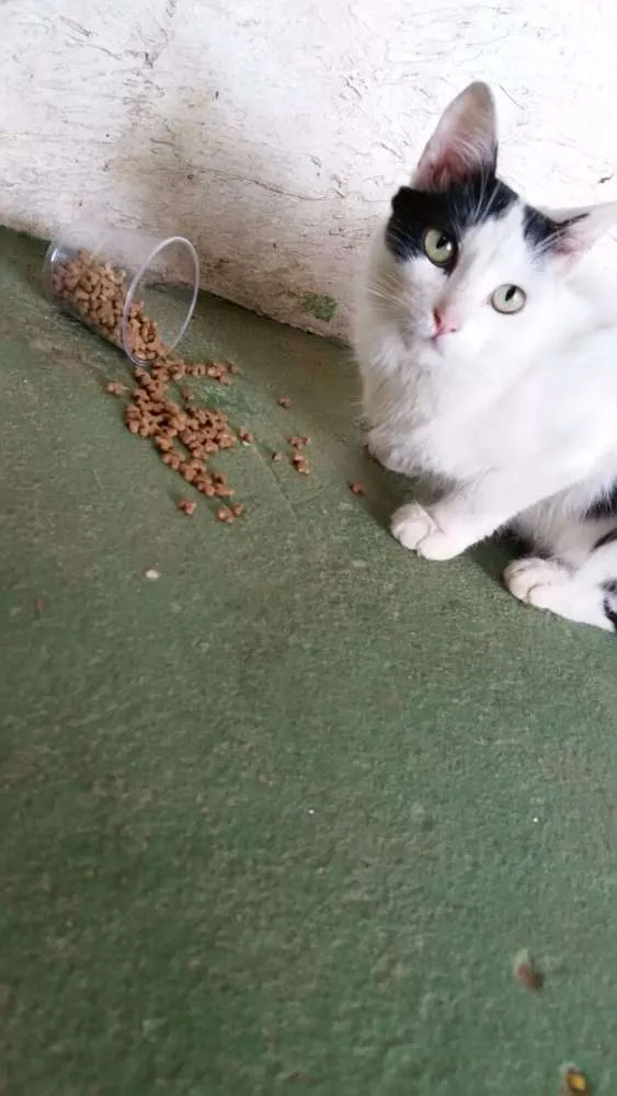 Gato ra a SRD idade 1 ano nome bananinha