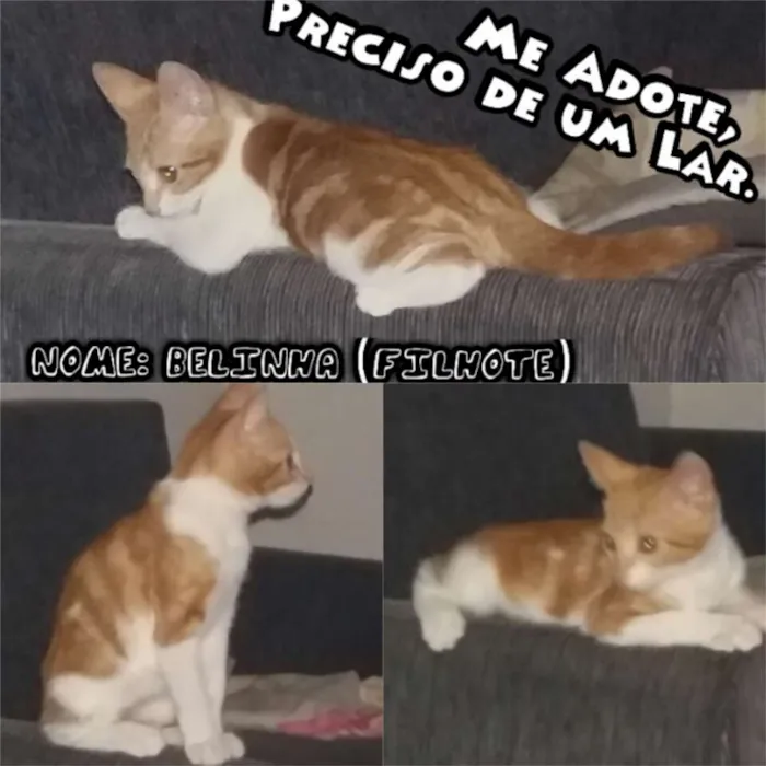 Gato ra a  idade 2 a 6 meses nome Belinha