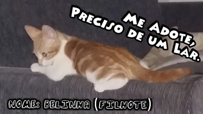 Gato ra a  idade 2 a 6 meses nome Belinha