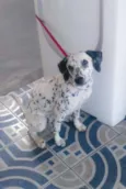 Dálmata 