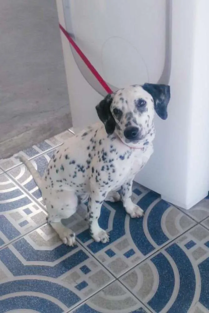 Cachorro ra a Dálmata  idade 2 anos nome Dálmata 