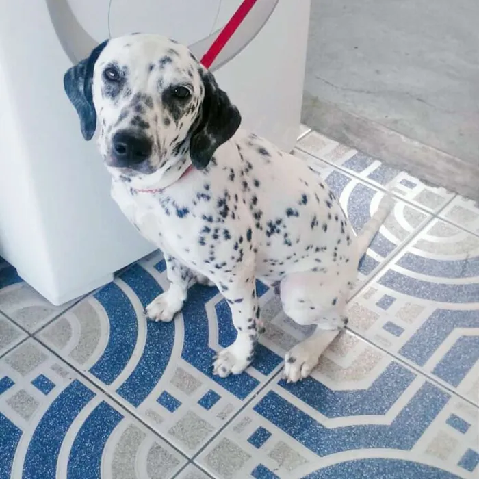 Cachorro ra a Dálmata  idade 2 anos nome Dálmata 