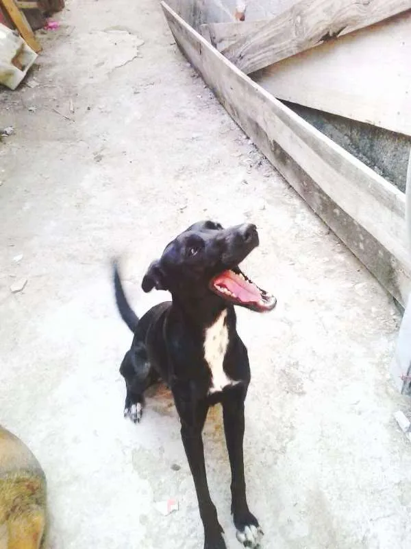 Cachorro ra a Fila idade 3 anos nome pretinha